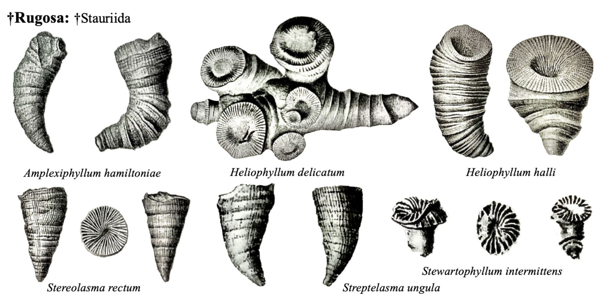 Drawings of fossils
