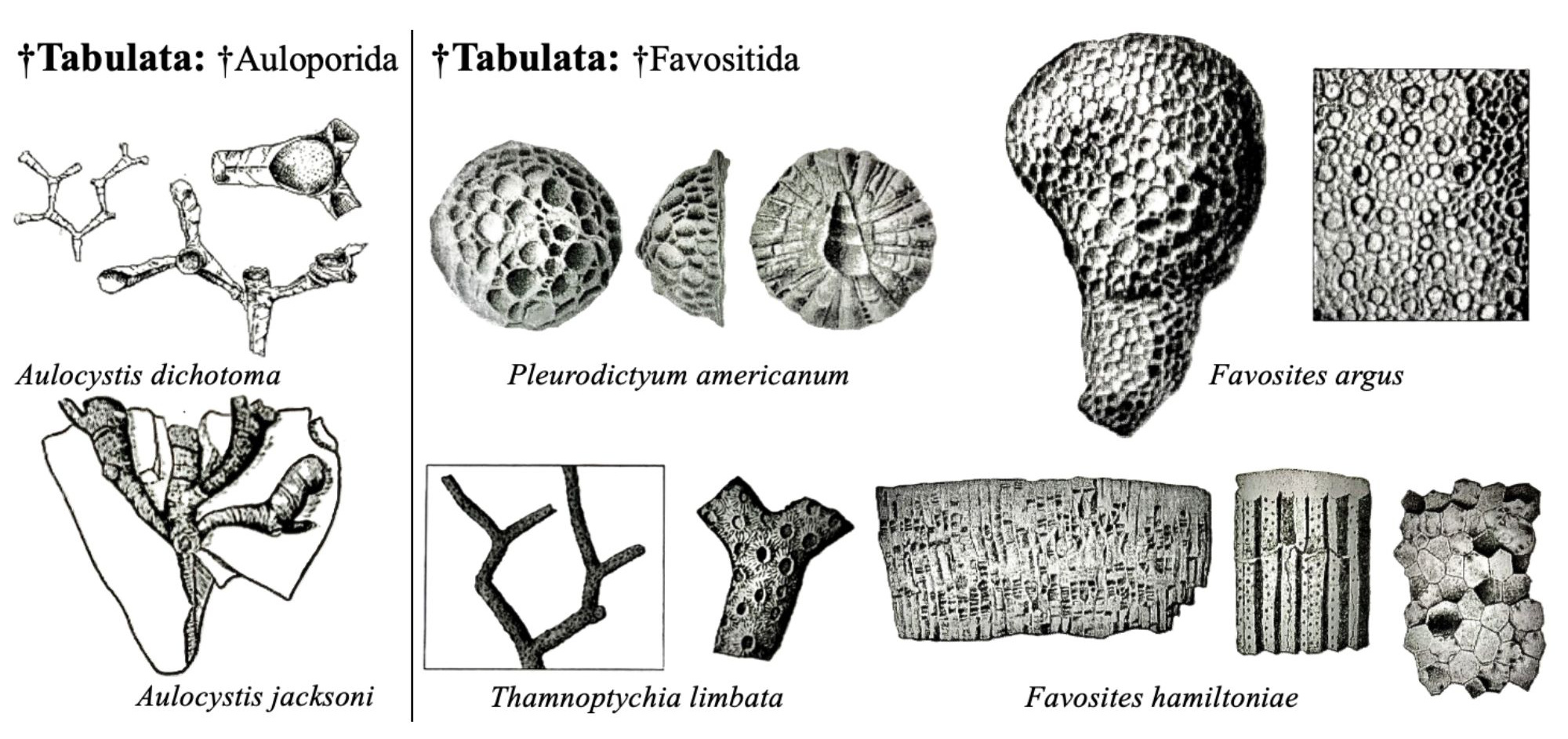 Drawings of fossils