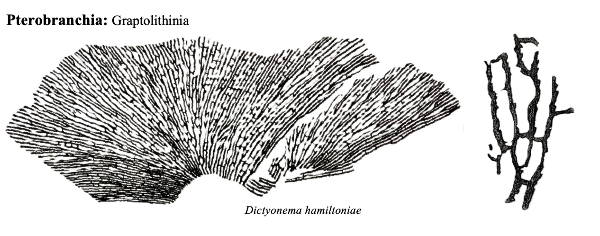 Drawings of fossils