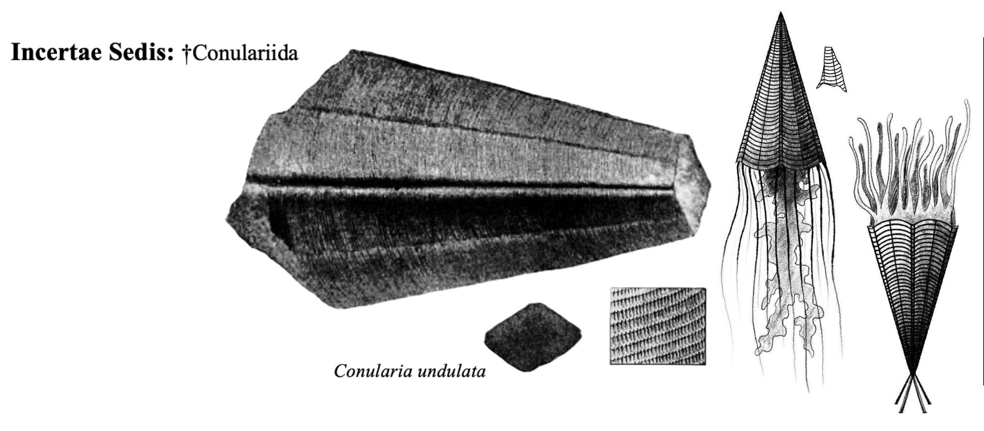 Drawings of fossils