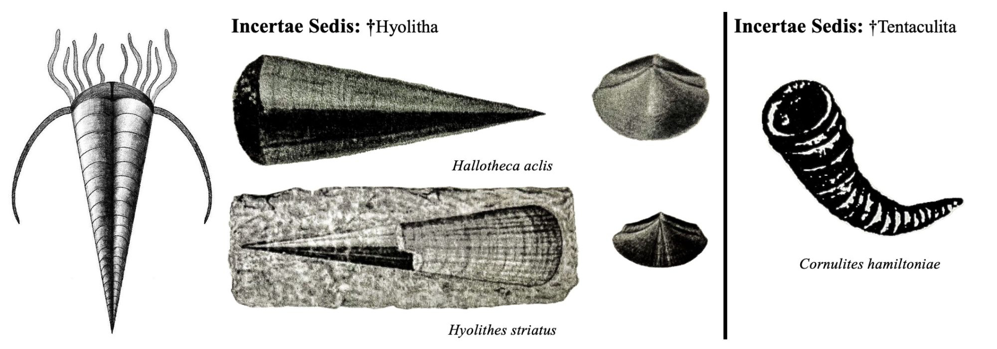 Drawings of fossils