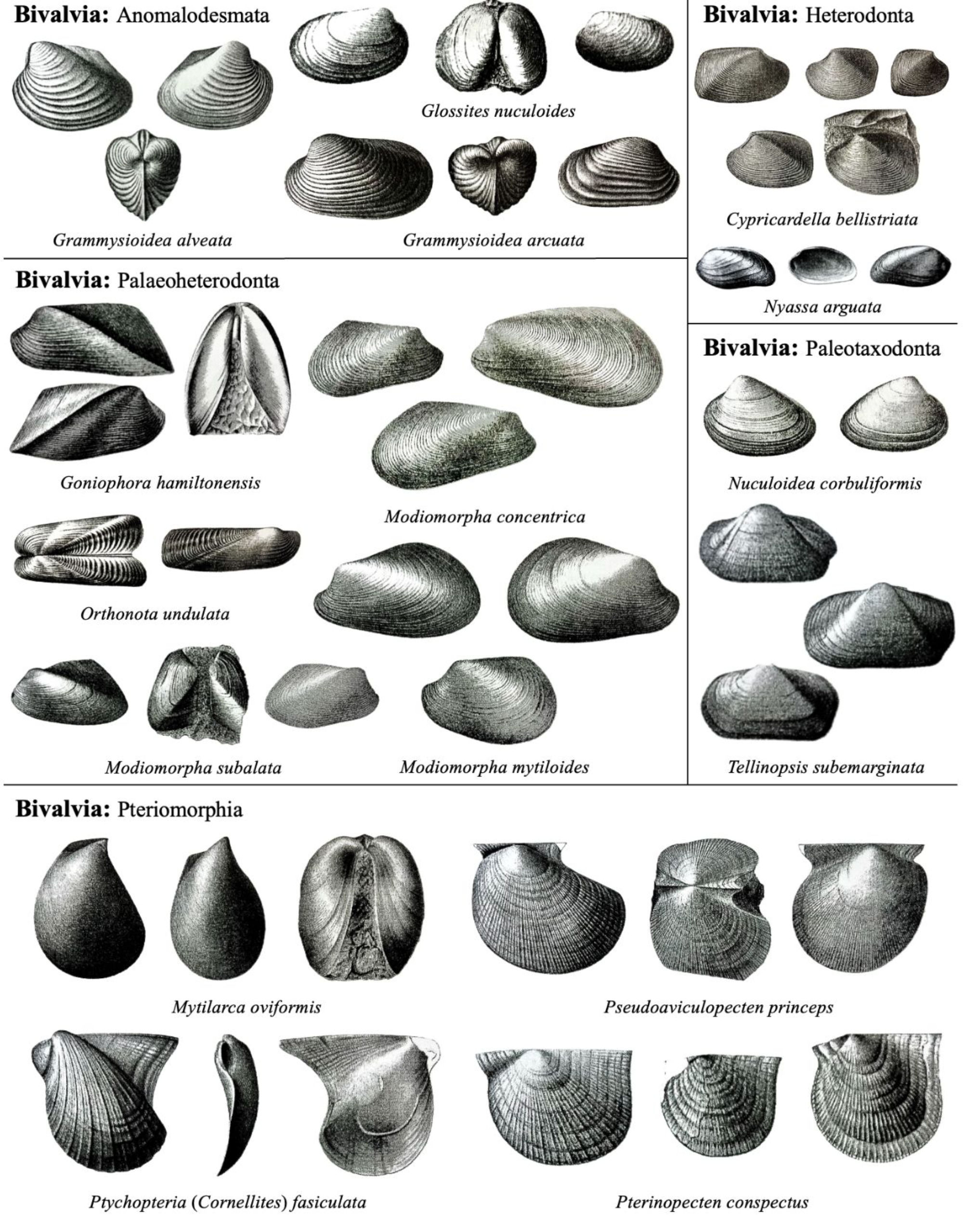 【fossil】二枚貝８３種類タマガイ科他４１種類フトコロガイ科他４３種類 A Field Guide to the Geology and Paleontology of Salmon Creek and