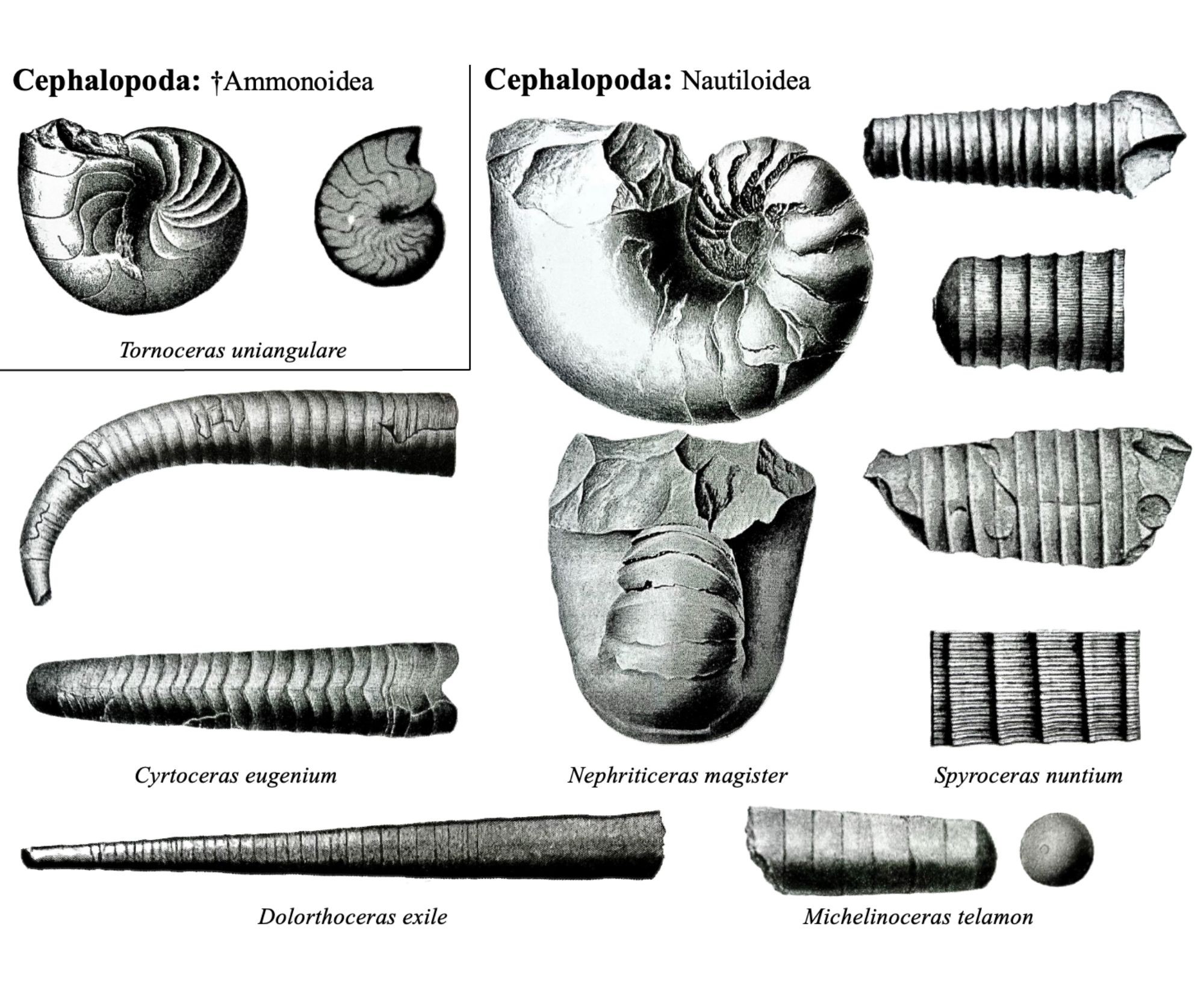 Drawings of fossils