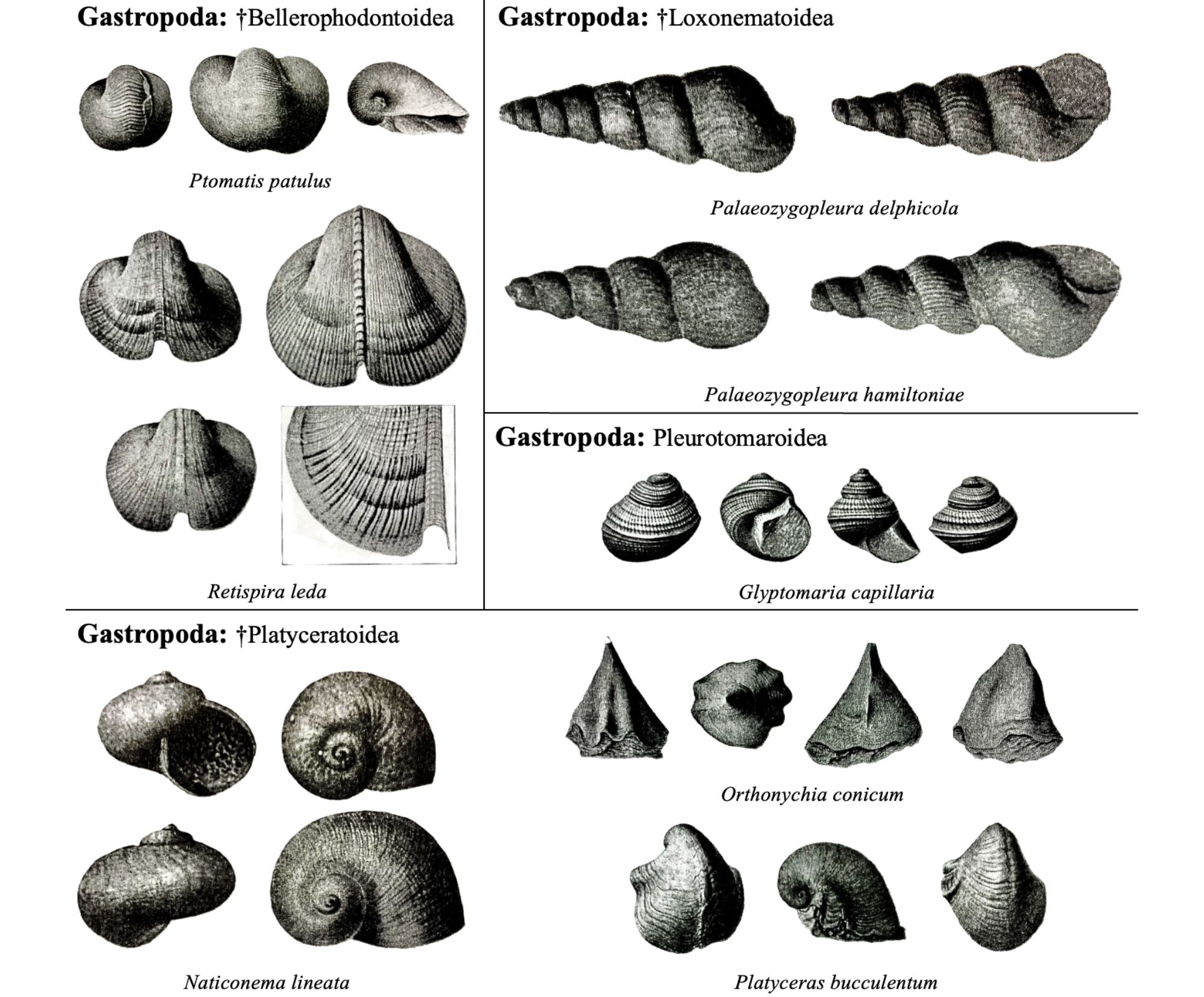A Field Guide to the Geology and Paleontology of Salmon Creek and  Ludlowville Falls, Lansing, New York, USA — Earth@Home