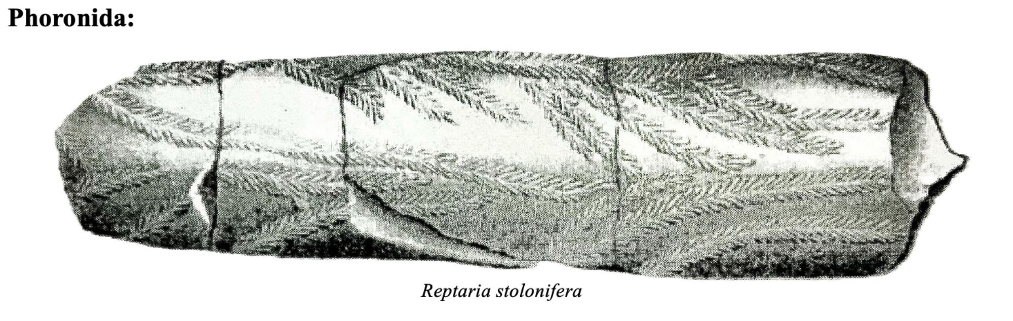 Drawing of fossil
