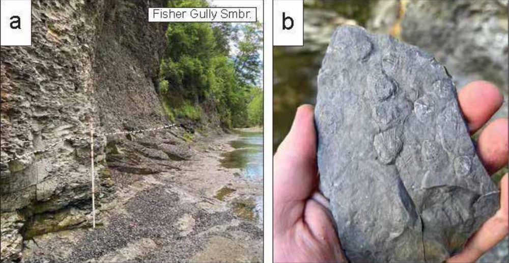 Photo of a rock outcrop and a hand holding a fossil.