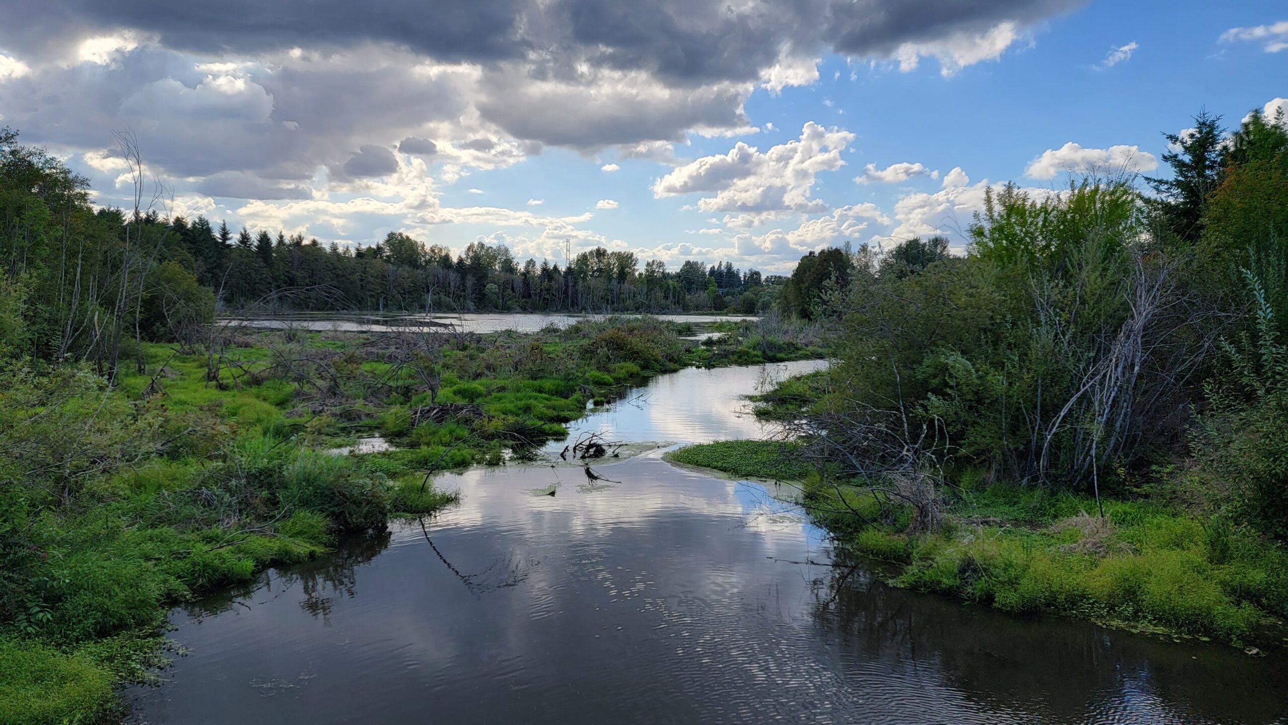 Wetlands surrounded by woods on a sunny day.